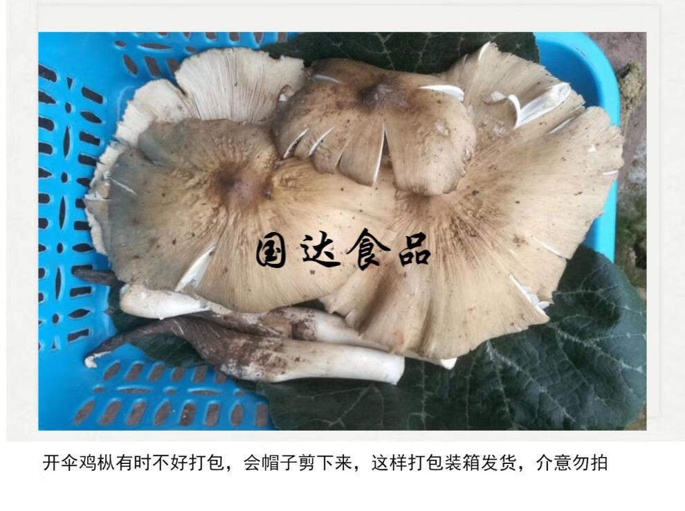 5折 新鲜开伞鸡枞菌2斤野生鸡纵荔枝菌三塔新鲜菌 食用鸡枞三把菇 开