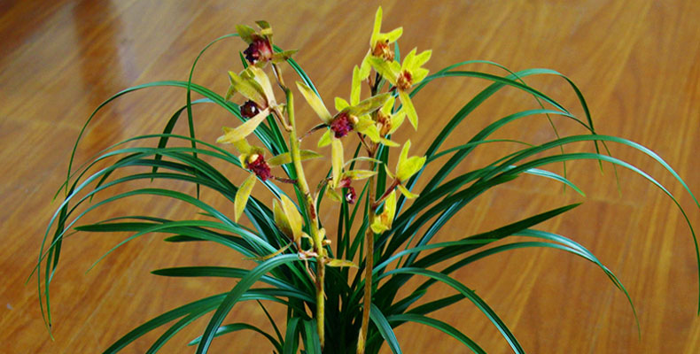 细叶兰花苗千里香蕙兰小盆栽植物室内桌面好养叶艺精品室外千里香10苗