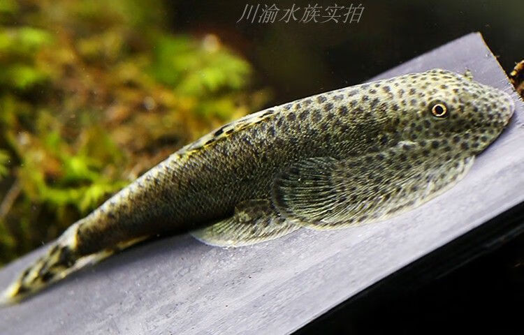 冷水清道夫吸鳅贵州爬岩鳅斗鱼除藻鱼观赏鱼活体冷水鱼配锦鲤金鱼