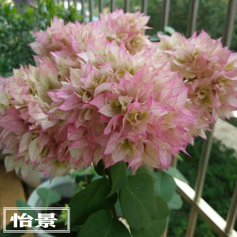 绿樱重瓣耐寒三角梅老桩苗四季开花勤花品种爬藤盆栽金黄3年苗不含盆