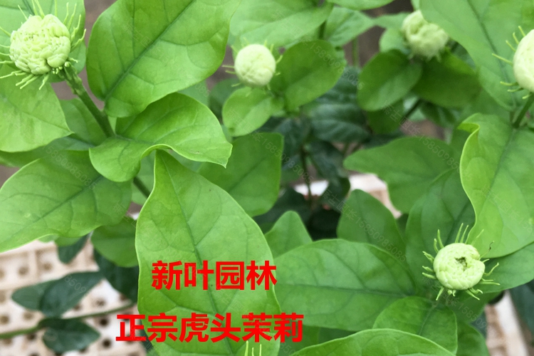 云中阁重瓣茉莉花盆栽三叶轮生虎头茉莉花苗四季开花卉室内阳台绿植