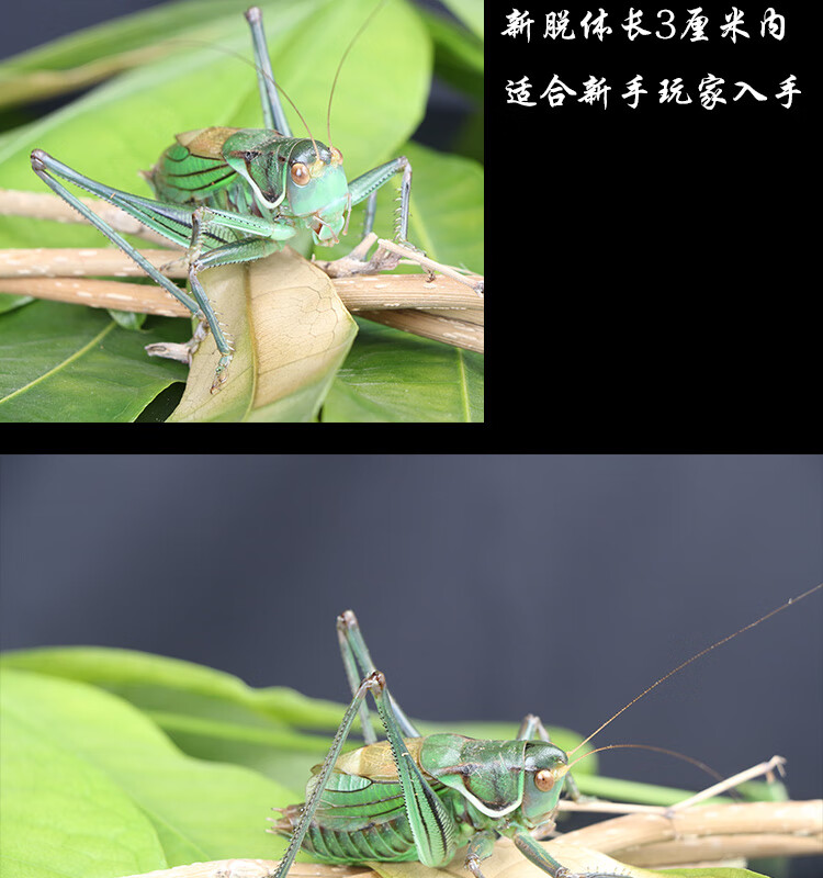 蝈蝈活 鸣虫新脱活体超大铁皮叫蝈蝈天津绿大肚子翡翠平谷冬蝈蝈 尊享