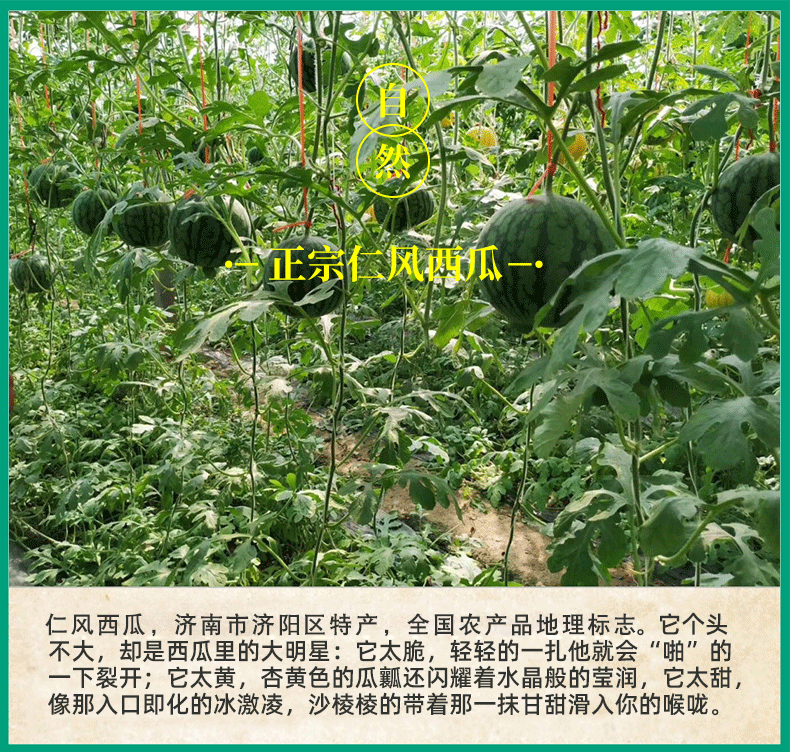 骄瑰西瓜水果山东仁风富硒小兰新鲜黄瓤心脆甜老人小孩孕妇顺丰整箱9
