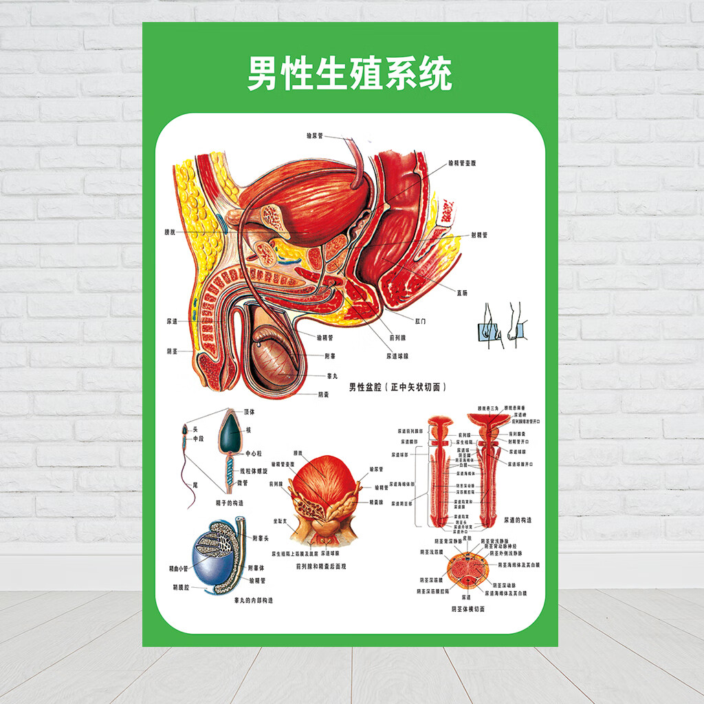 人体九大系统运动消化生殖泌尿神经解剖内脏骨骼肌肉医院医学挂图人体