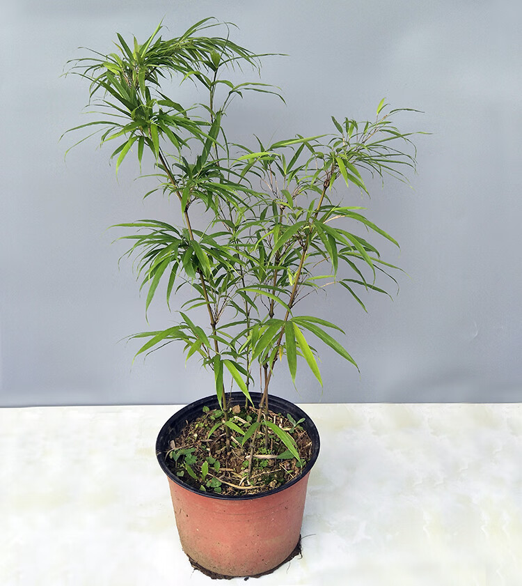 筇竹苗罗汉竹苗盆栽办公室阳台庭院绿化竹艺术盆景竹观赏竹成年筇竹竹