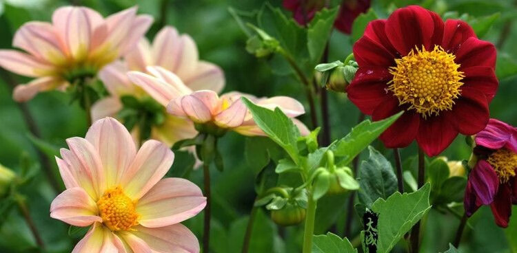 春季庭院好种易活的花卉植物多年生小丽花种子花子四季种户外地播花种