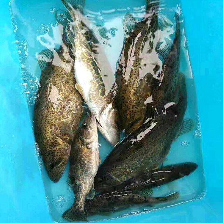 防挂加强铅头钩50粒装路亚软虫卷尾蛆t尾软饵钓鳜鱼翘嘴桂鱼假饵 14克