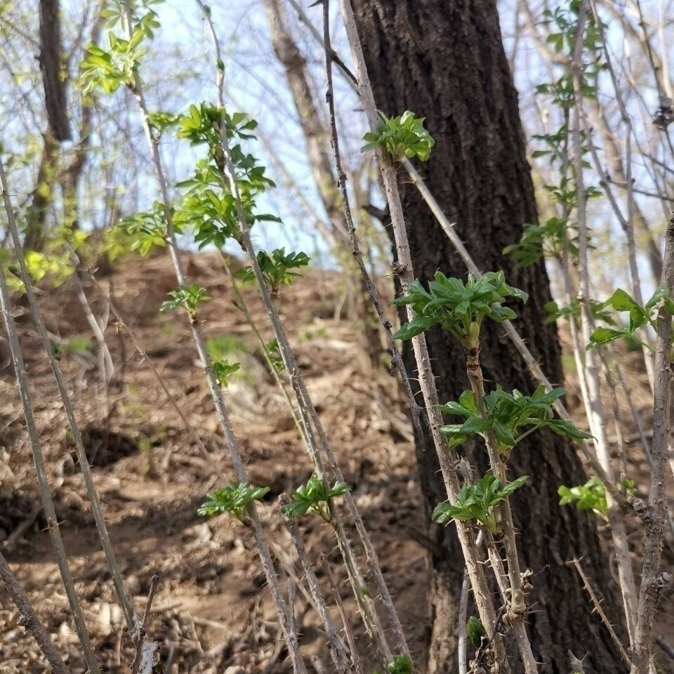 伟博伟博甘肃天水新鲜野菜五叶尖五捉天五爪子孕妇儿童适合补微量元素