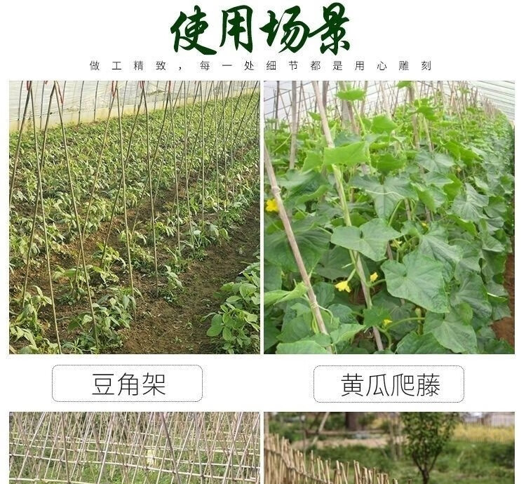 豆架竹杆竹子架条粗细竹条竹竿黄瓜果豆角蔬菜园爬藤搭架竹子装饰润景