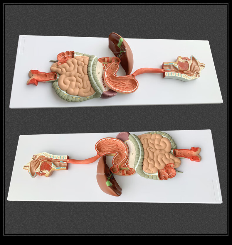 人体消化系统模型消化道胃冠状剖面鼻咽喉大小肠胃解剖模型