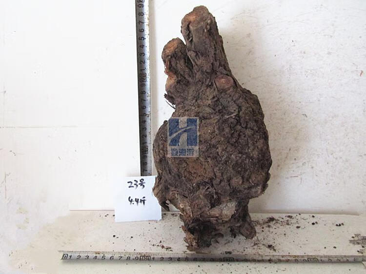 麻梨疙瘩原料弹弓把件烟斗雕刻摆件鱼缸沉木料根雕毛料木料木头 20号