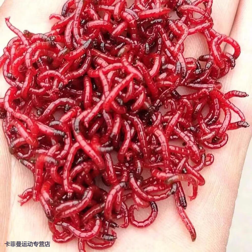 红虫风暴 红虫活饵大号公虫拉饵虫中号公虫钓鱼红虫红虫活体特大号