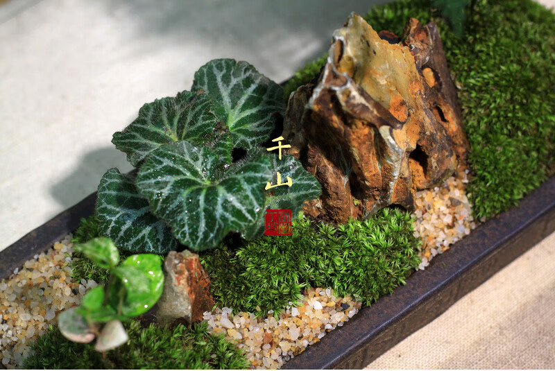 千山枯山水盆景中式日式禅意苔藓微景观茶桌盆栽微型盆景文竹菖蒲