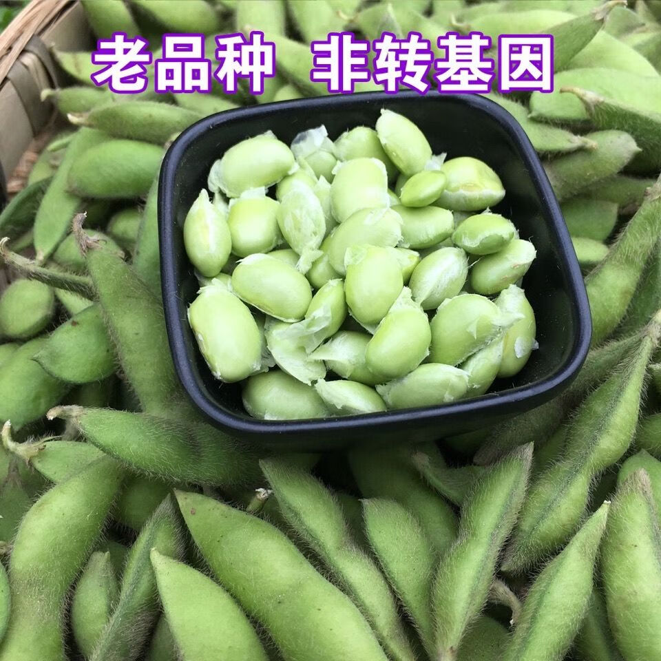 苏北新鲜带壳毛豆嫩毛豆大青豆当季时令蔬菜农家自种现摘现发 5斤净重