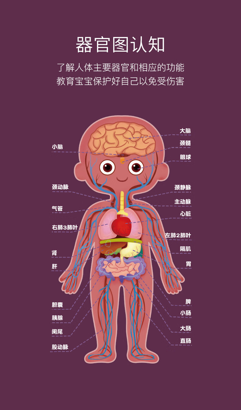 儿童人体认知身体结构器官拼图片男孩女孩模型幼儿园教具玩具 人体