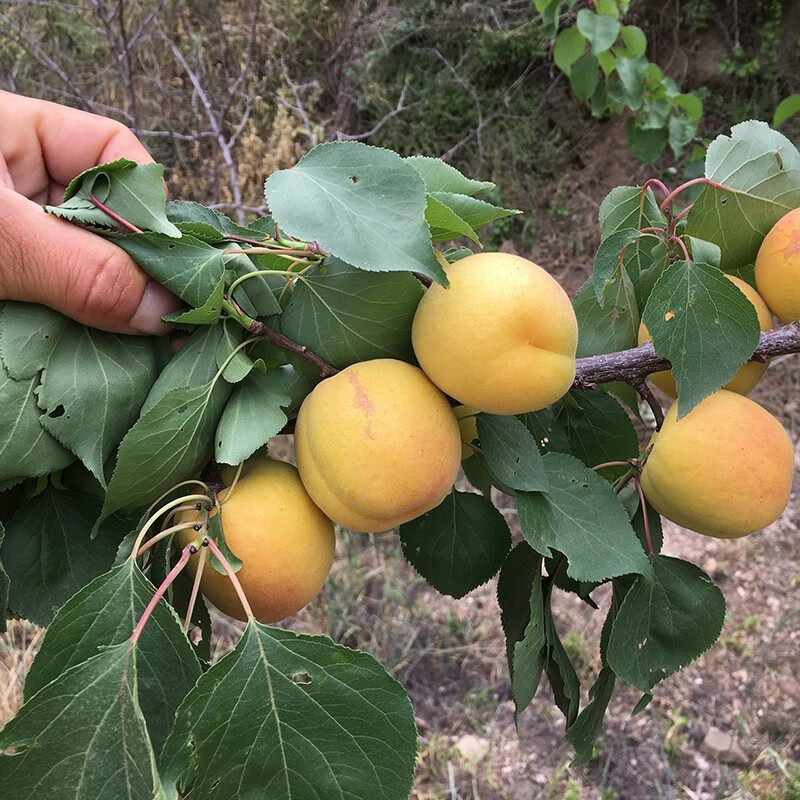 春沭杏子树苗盆栽地栽杏树苗嫁接庭院种植香白杏金太阳大玉杏早晚熟杏