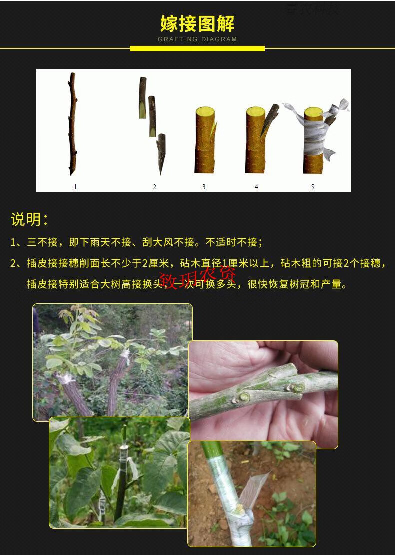 (pucai)嫁接膜接树果树缠绕膜嫁接专用塑料薄膜自粘环保透明拉伸膜