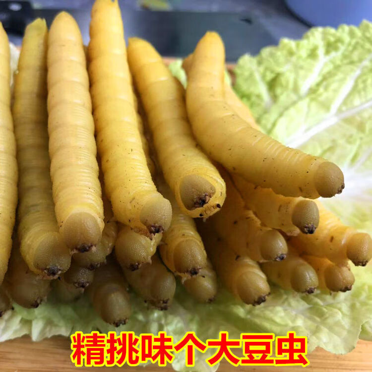 批发豆虫野生山东豆虫豆丹豆虫活体豆虫即食炸豆虫活豆虫豆青虫半斤