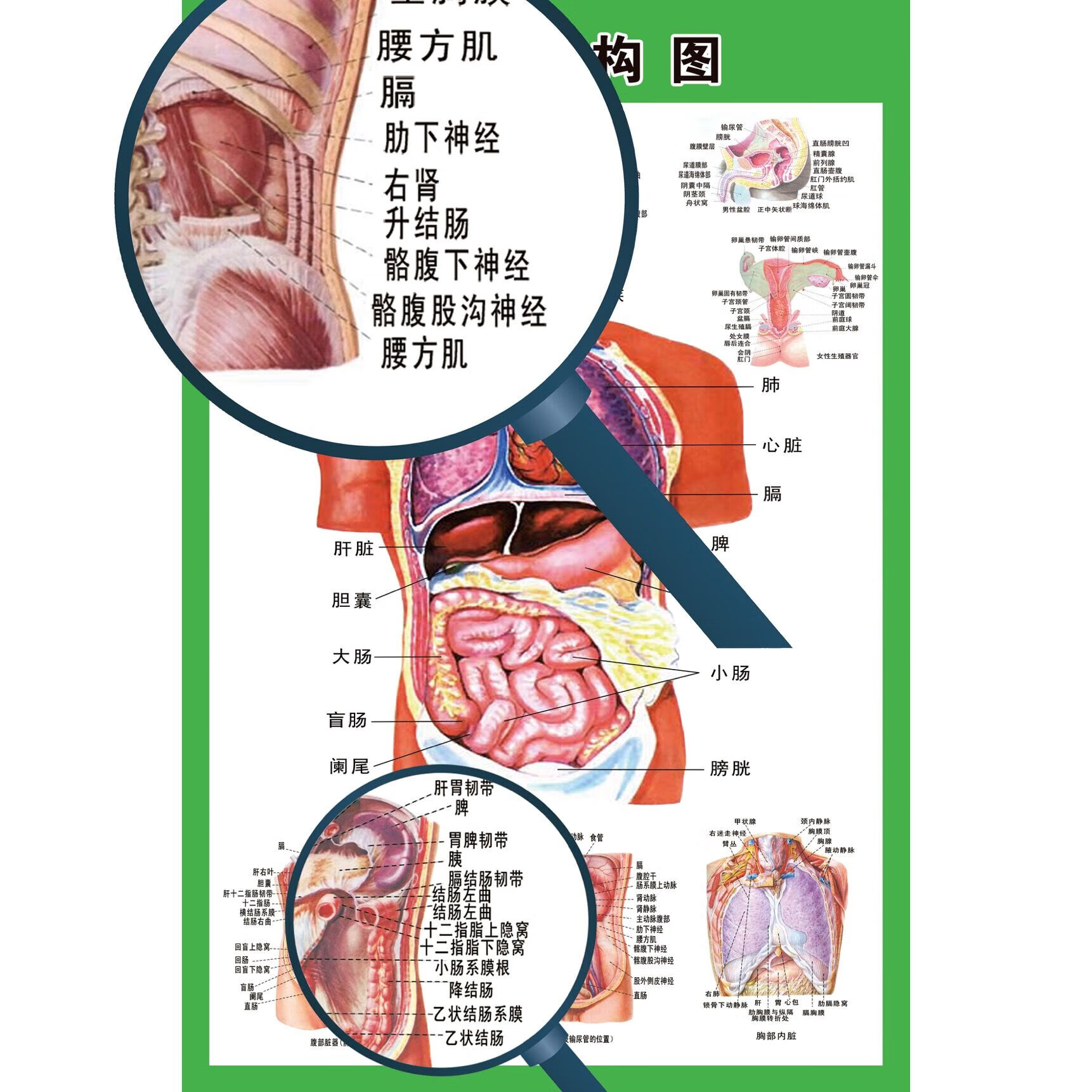 人体内脏解剖系统示意图医学宣传挂图人体器官心脏结构图医院海报人体