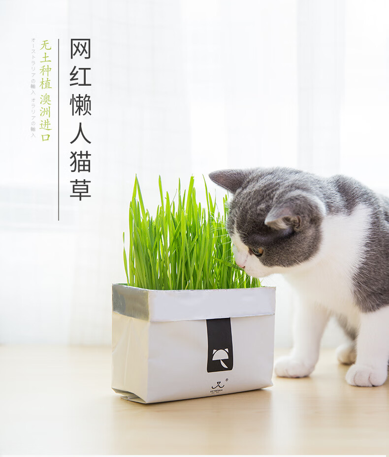 猫咪零食未卡网红猫草猫薄荷种子无土猫草种植套装化毛去毛球【2包】