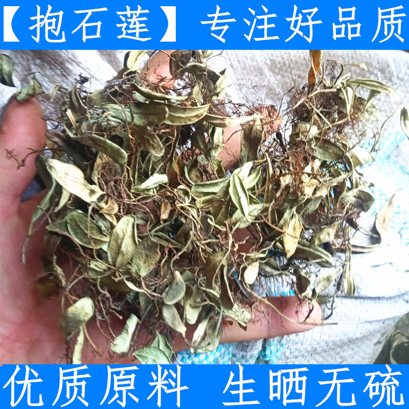 中材抱石莲 抱石连 抱树莲 瓜子菜金龟藤瓜米菜飞莲草