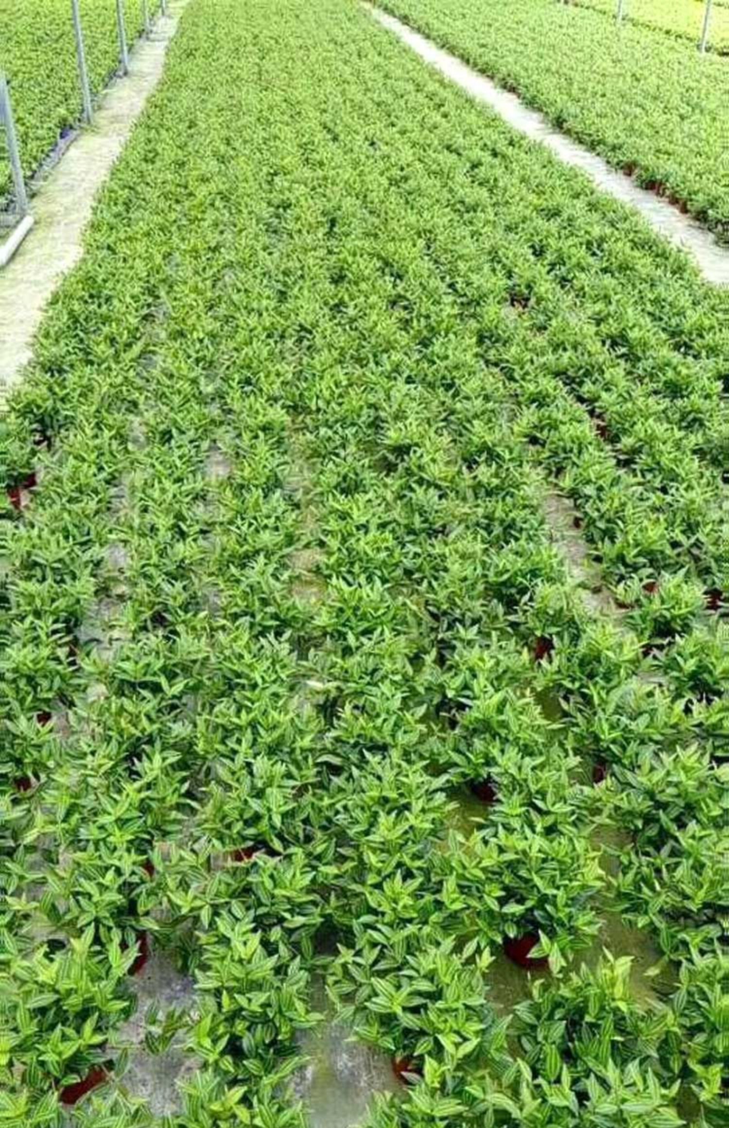 钻石翡翠小盆栽白脉椒草室内卧室吊兰植物净化空气吸四季常青钻石翡翠