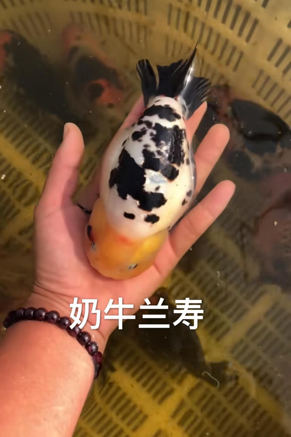 大尺寸潘氏小尾奶牛兰寿水墨玉兔虎皮重墨红白寿活体观赏鱼宠物鱼留养