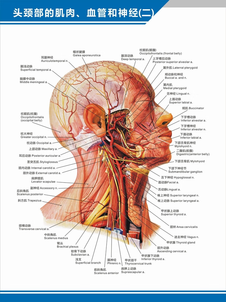 精选好货医院科室挂图头颈部的肌肉血管神经分布图解剖图中英文医学