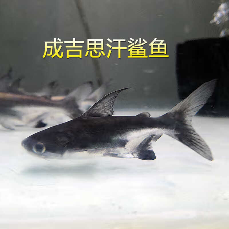 成吉思汗鲨鱼活体淡水大白鲨鱼大型凶猛热带观赏鱼龙鱼配鱼716cm高背