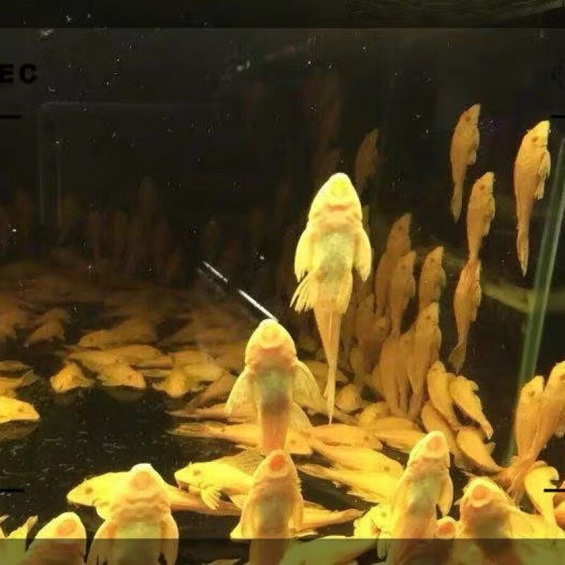京选推荐红眼黄金大帆女王女皇异型清道夫鱼缸清洁工热带观赏鱼淡水鱼