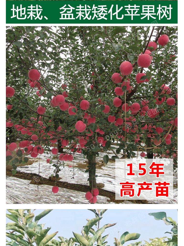 苹果树果苗矮化盆栽地栽南方北方种植当年结果嫁接花牛苹果树苗 4年苗