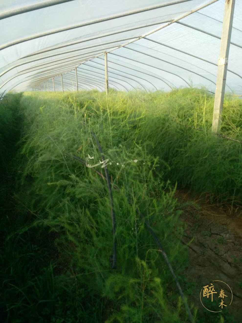 芦笋种根紫色芦笋苗根芦笋种苗蔬菜苗竹笋种植苗芦笋种植 (绿色)三年