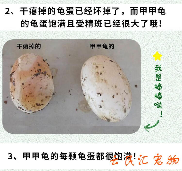 乌龟蛋可孵化受精便宜龟活草龟墨龟活体学生宠物剃刀深水龟蛋 珍珠