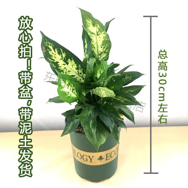 花叶万年青大盆栽广东万年青银皇后室内办公净化空气观叶花卉植物 花