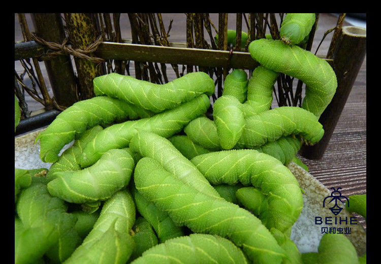 有仁堂豆青虫活体豆虫大青虫猪儿虫芝麻虫下蛰土虫钓鱼饵高蛋白食用10