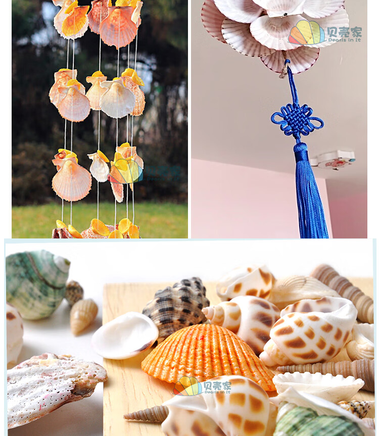 60贝壳海星摆件装饰海螺鱼缸造景工艺品手工diy材料儿童天然饰品