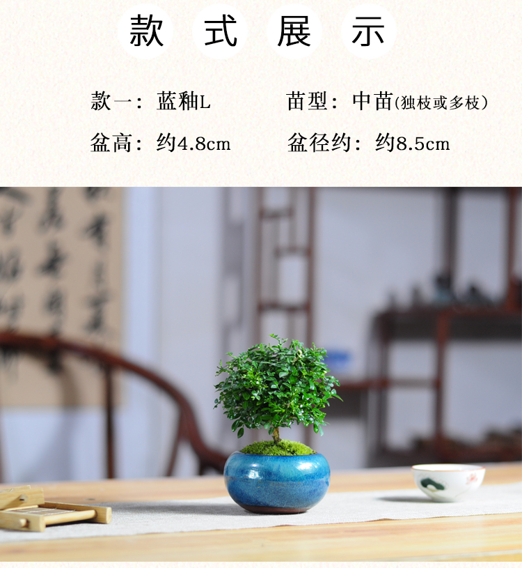 达摩小叶九里香苔藓花卉盆栽微型盆景迷你四季常青办公室桌面蓝釉m款