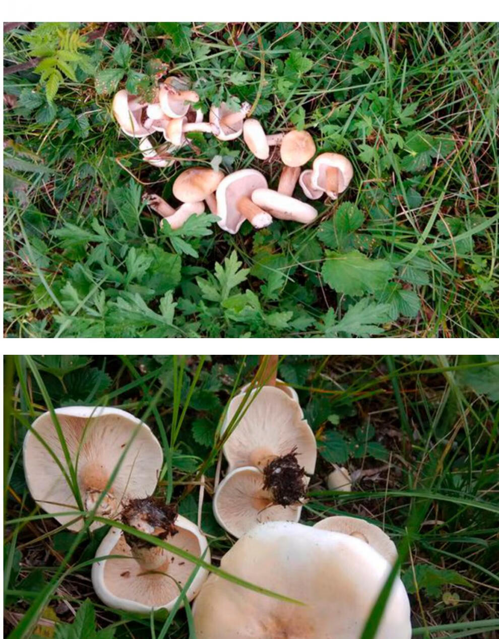 白花脸蘑菇东北特产大兴安岭蘑菇干货250克白蘑菇干紫花脸
