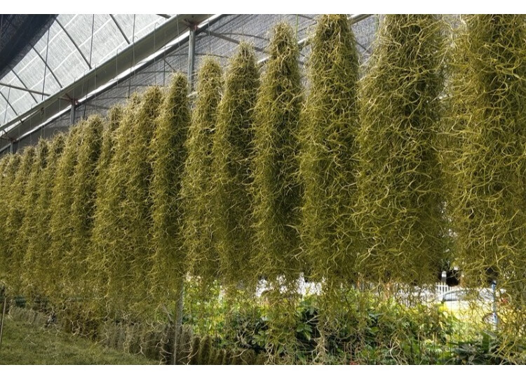 老人须 松萝 空气草 西班牙苔藓 空气凤梨铁兰大挂或者按重量走货 150