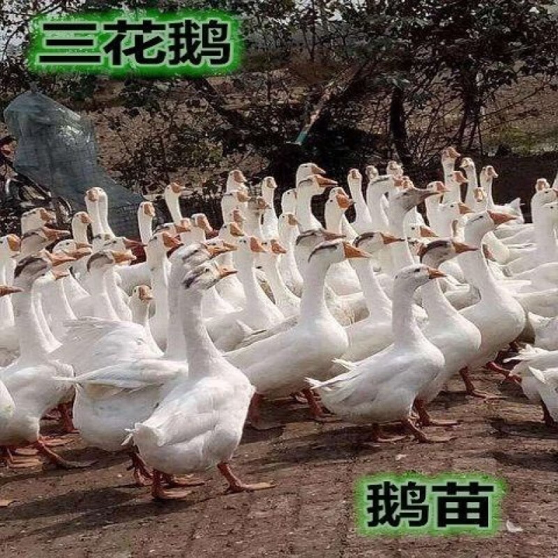 【京选推荐】正宗纯种汕头狮头鹅特大纯种大白鹅小鹅活产蛋王三花鹅