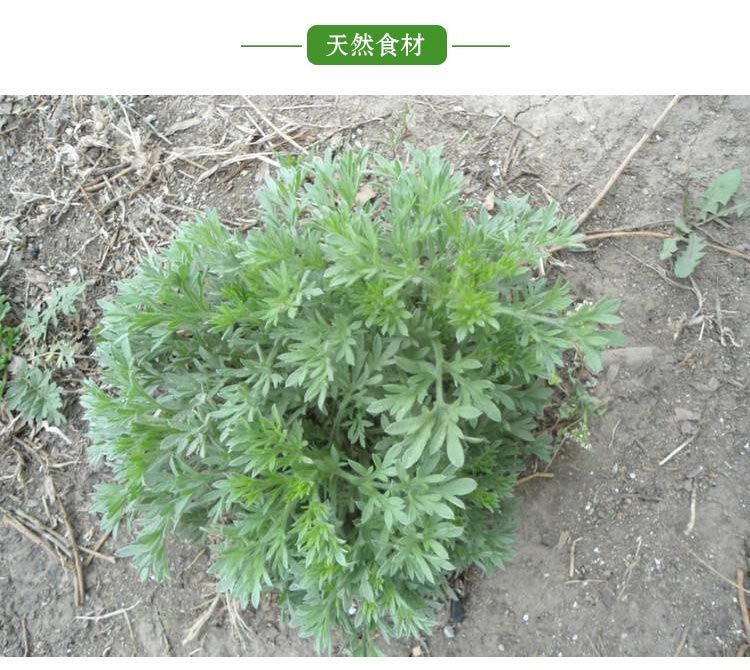 22年现挖秦岭野生白蒿新鲜茵陈新鲜白蒿芽子草绵蒸蔬菜材食用斤露天