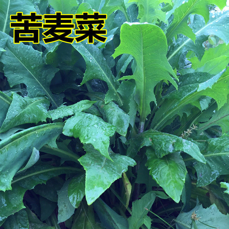 野生苦荬菜种子 苦唛 苦麦菜 油麦菜 苦苣 天香菜 长征菜蔬菜种子