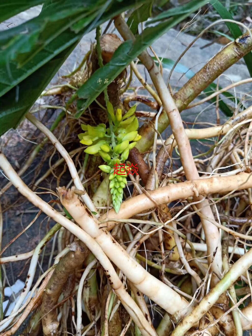 唯香铺南昆深山倒吊王黄花倒水莲黄花大远志观音串黄花参中草药500g