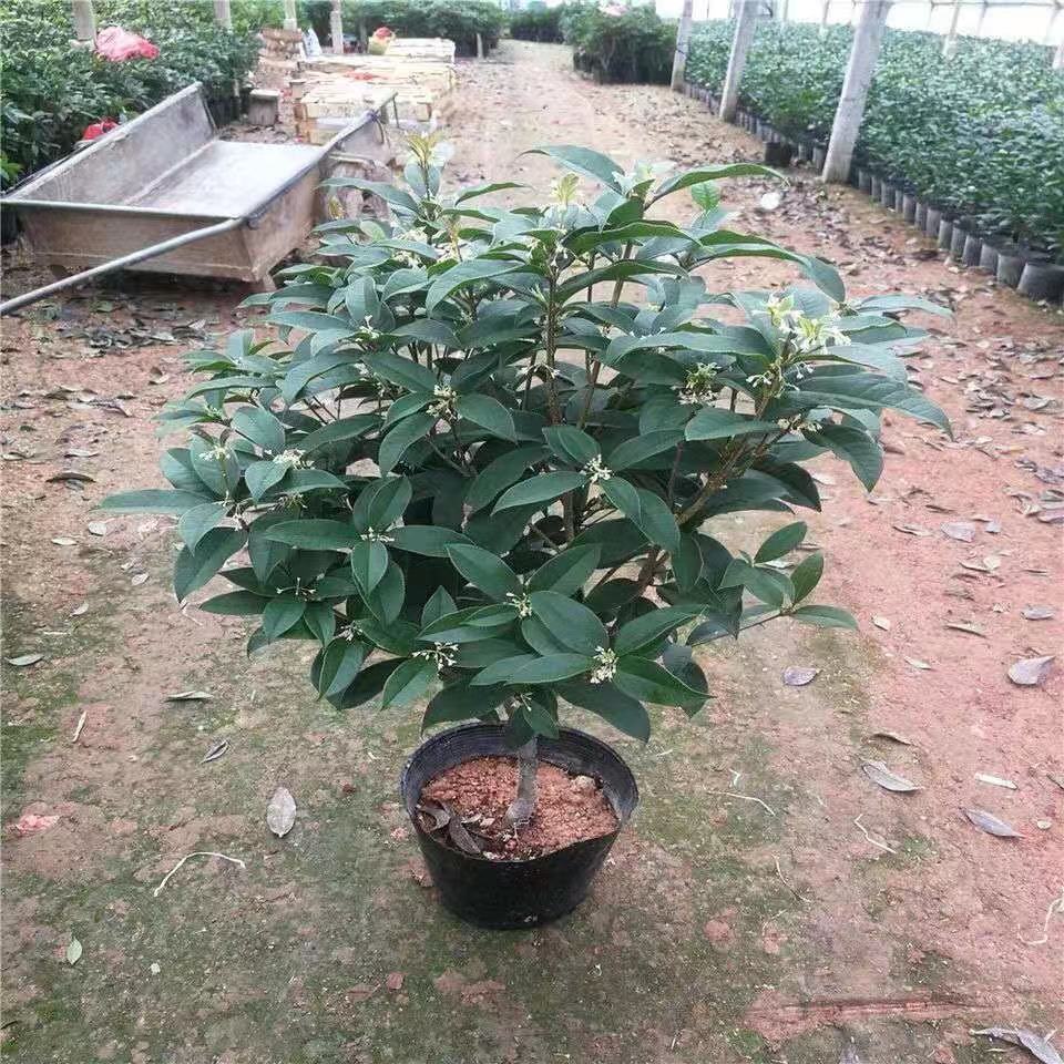 桂花树苗盆栽四季开花金桂月桂日香桂浓香清香室内外庭院绿植花卉精品