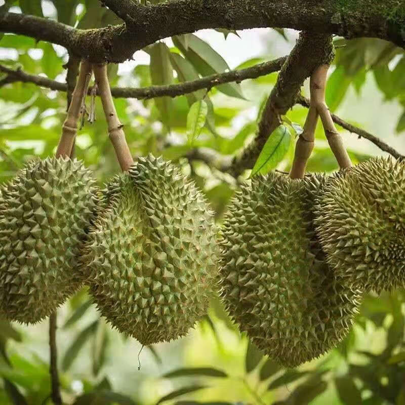 榴莲苗树苗嫁接金枕头南方北方种植盆栽苗当年结果3年苗苏丹王带土带