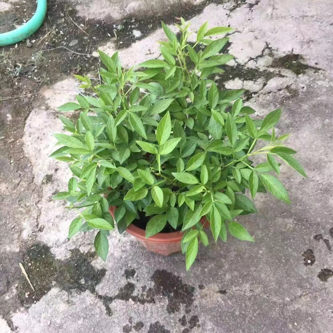 *轻奢石榴花盆栽观赏果树苗四季开花植物潮汕红花仙草喜事植物庭院