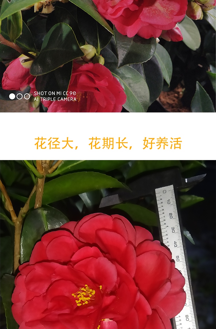 七心山茶花重瓣品种带花苞树苗开花不断四季茶花花草林木种植庭院树