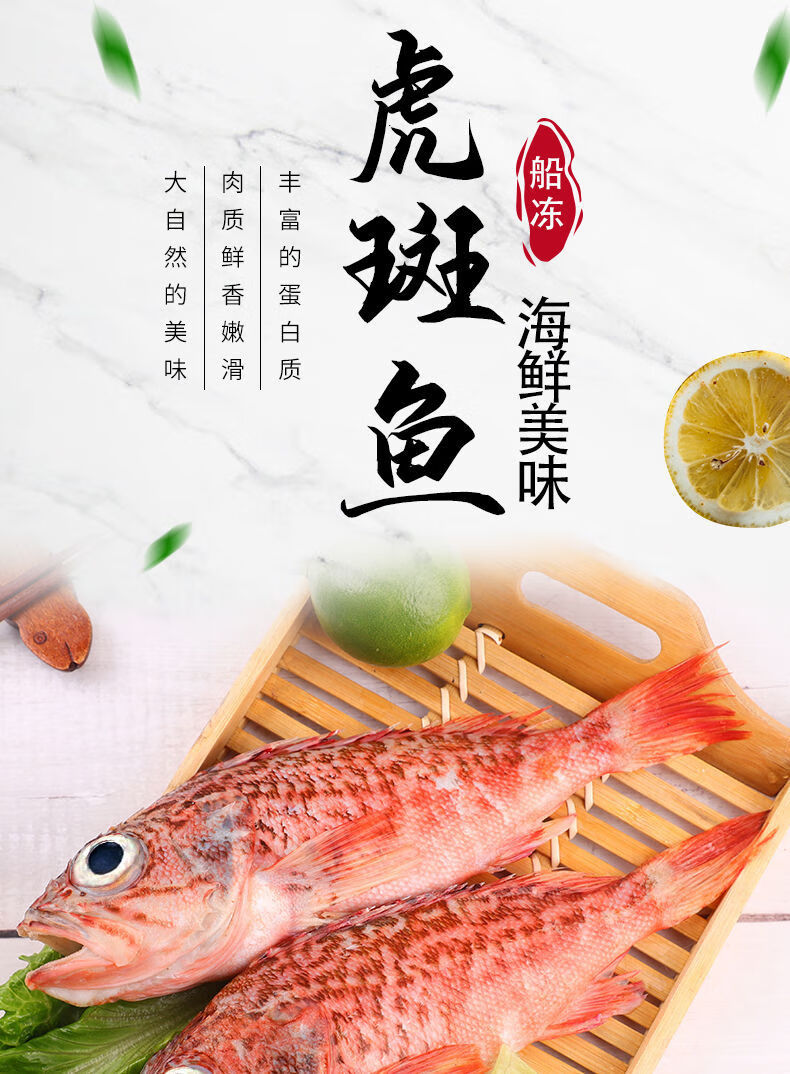 虎头斑鱼老虎斑鱼海鲜水产冷冻批发鱼肉海捕石斑鱼深海鱼新品虎头班五