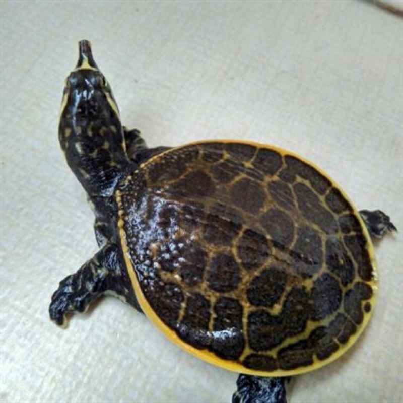 【京东推荐】角鳖美国珍珠鳖深水鳖苗乌龟活 吃鱼屎鳖清道夫 观赏宠物