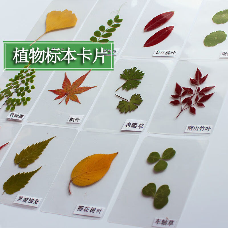 植物标本收集册树叶塑封卡片植物教学标本30张塑封卡片带字